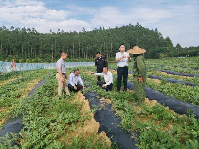 农业农村局吴平总农艺师深入兴宾区良江镇农业生产基地和农资销售网点